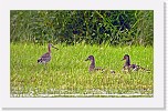 Mustapyrstokuiri  Black-tailed Godwit * 2135 x 1304 * (3.22MB)